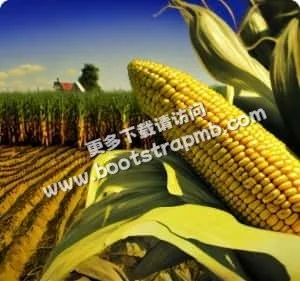全面覆盖，精彩不停歇 - 3377
